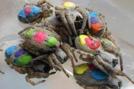 2025/04/Spiders-personalities.jpg