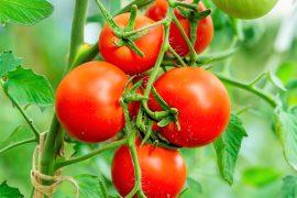 2025/05/Smart-needles-crops.jpg