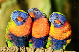 Rainbow,Lorikeets
