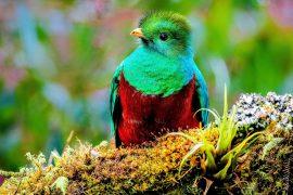 2025/05/Bird-evolutionary-tree-.jpg