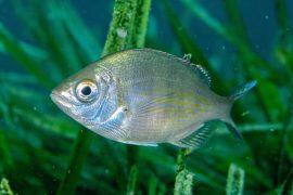 2025/05/Fish-seabed2.jpg