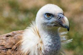2025/05/Vulture-population2.jpg