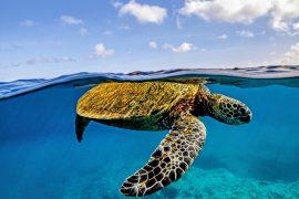 2025/05/World-Turtle-Day-.jpg