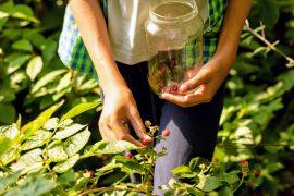 2025/05/Forest-farming.jpg