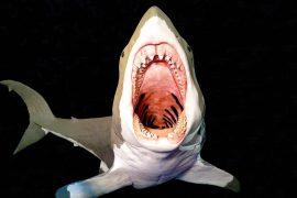Megalodon,Shark,Attacking,In,Front.