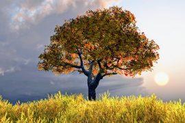 2025/06/Trees-climate-.jpg
