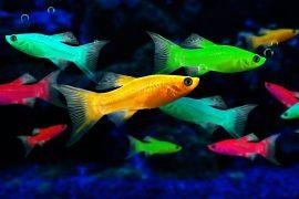 2025/06/fish-start-glowing_biofluorescence_1m.jpg