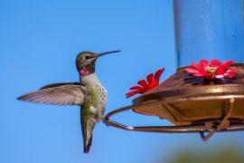 2025/06/Birds-alcohol-.jpg
