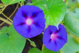 2025/06/Morning-glory-fungus.jpg