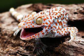 2025/06/tokay-gekko_sixth-sense_saccules_1.jpg