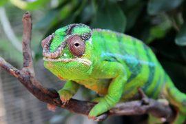 2025/06/Lizard-forest.jpg