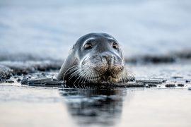 2025/06/Arctic-mercury-1.jpg