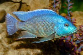 2025/06/Supergenes-fish.jpg