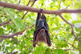 2025/06/little-brown-bat_no-cancer_1m.jpg