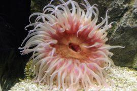 Sea-anemone-body.jpg
