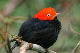 2025/06/Dawn-chorus.jpg