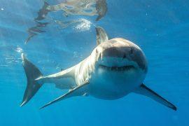 2025/06/Shark-body.jpg