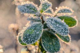 2025/06/winter-plants.jpg