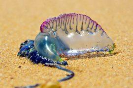 2025/06/bluebottle_portuguese-man-o-war_1m.jpg