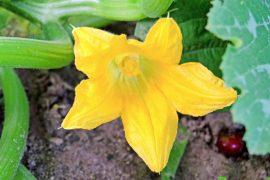 2025/06/Droughts-bees.jpg
