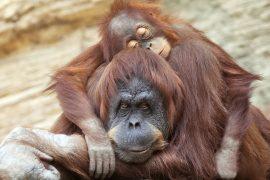 2025/06/sleeping-organutans.jpg