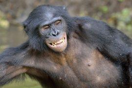 2025/06/bonobo-laughter.jpg