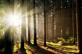 2025/06/forests-fungal.jpg