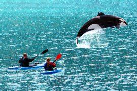 2025/07/killer-whales_human-bonding_1m.jpg