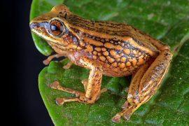 2025/07/New-frog-species.jpg
