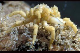 2025/07/Sea-spider-1.jpg