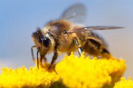 2025/07/Honey-bees-native-pollinators.jpg