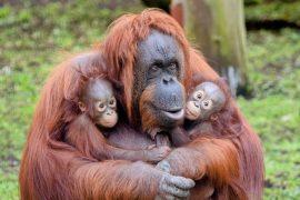 2025/07/female-power-primates3.jpg
