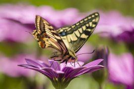 2025/07/adult-moths.jpg