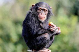 2025/07/Chimpanzee-copy.jpg