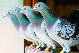 2025/07/pigeons_flock_gazing-behavior_1m.jpg