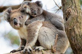 2025/07/Koala-tree2.jpg