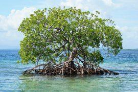 2025/07/Mangroves-carbon2.jpg