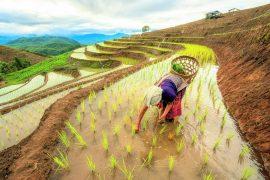 2025/07/Space-rice-1.jpg