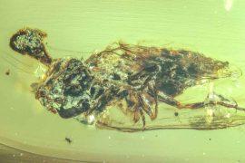 2025/07/zombie-fungi-insects-amber-dinosaurs.jpg