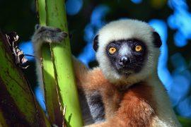 2025/07/Lemur-aging.jpg