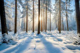 2025/07/Forest-snow.jpg