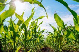 2025/07/Climate-food-1.jpg