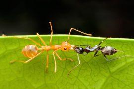 2025/07/Ant-plant-.jpg