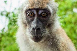 2025/07/Monkeys-video2.jpg