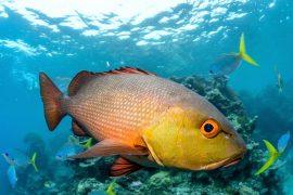 2025/07/Fish-voices.jpg