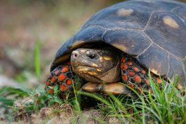 2025/07/turtle-mood.jpg