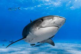 2025/07/Shark-Awareness-Day-.jpg
