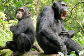 2025/07/Chimpanzee-aging.jpg
