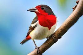 2025/07/Female-birds-sing.jpg