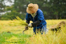 2025/07/Japanese-farming.jpg